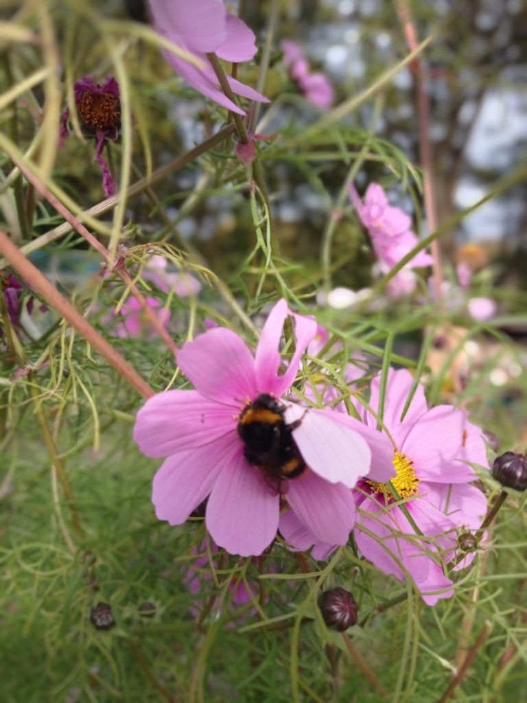 Cosmos with a bee!