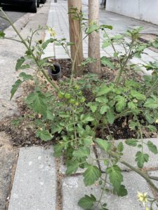 Tomato plant in tree pit