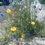 Why Tree Pit Planting Is Transforming Our Streets