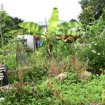 Why The Right to Grow in Wandsworth would be a fantastic initiative